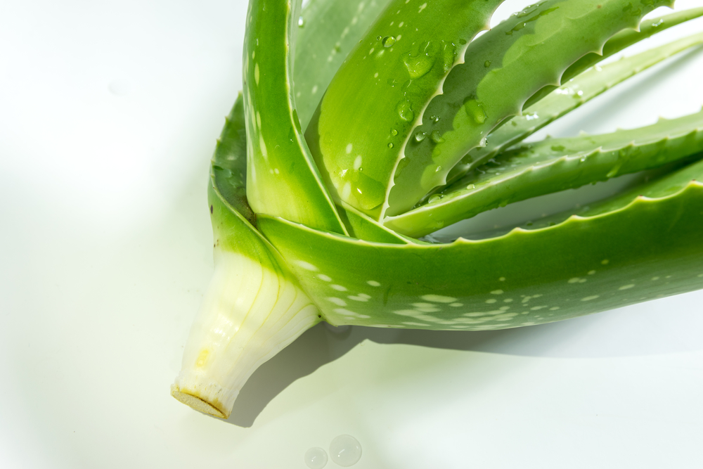Planta Aloe Vera. Efecto calmante