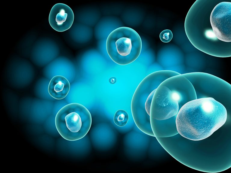 Qué son las células madre y para qué sirven