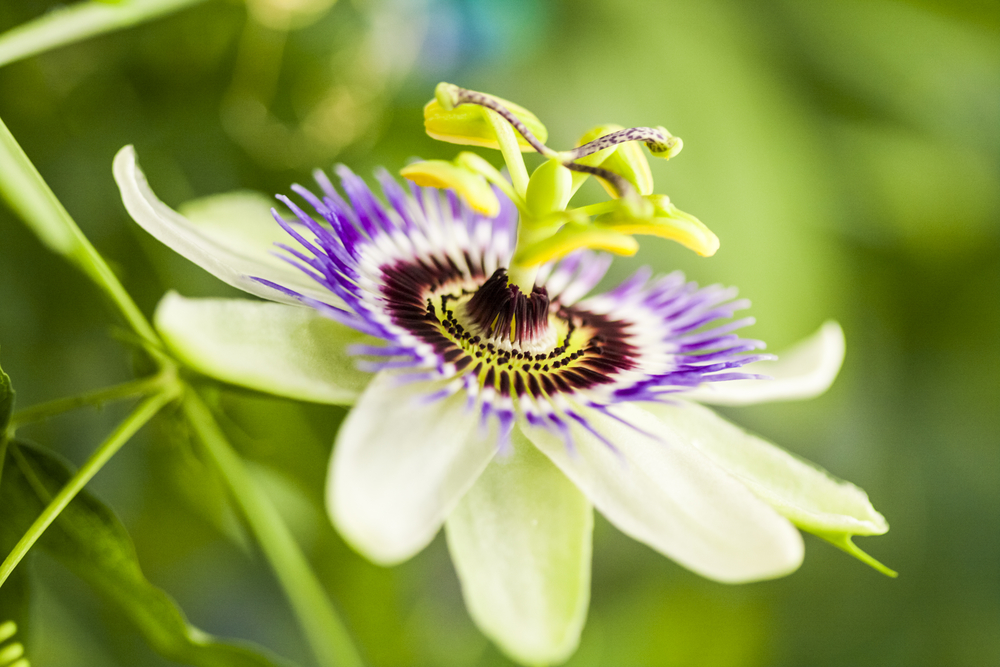 Flor de la Pasiflora.Propiedades curativas