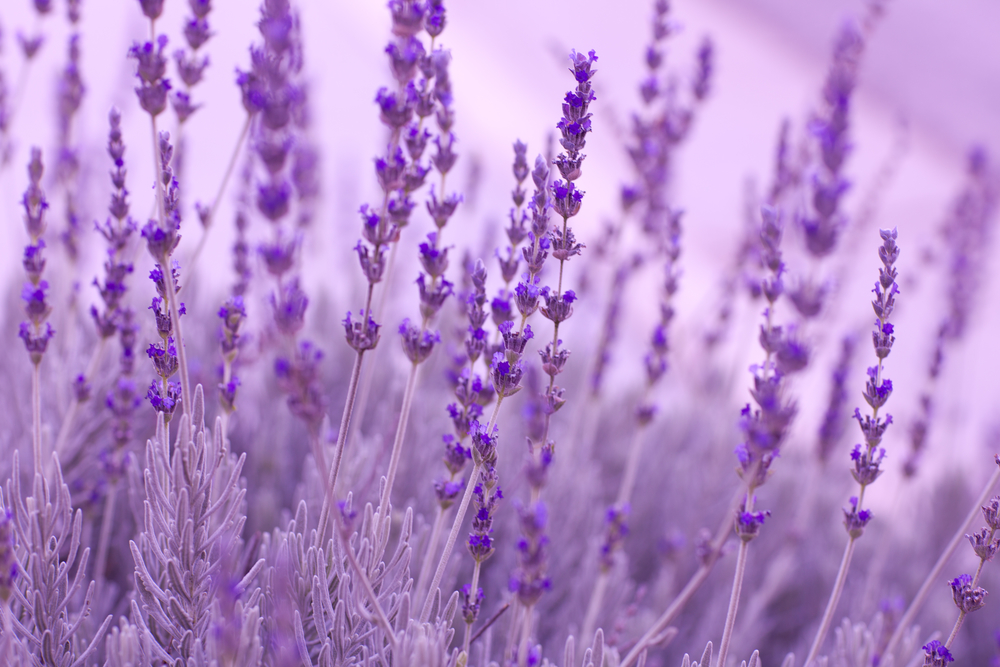 Planta de lavanda
