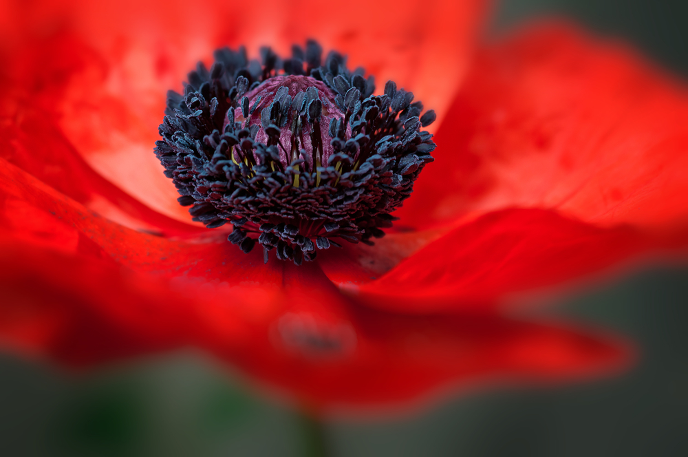Amapola, flor. Propiedades medicinales